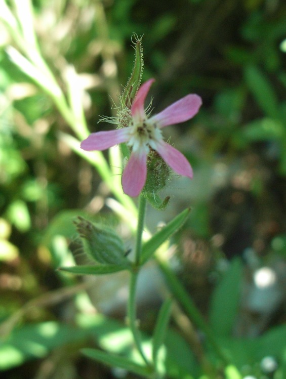 lungo il canale - Silene gallica